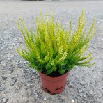 Vres obyčajný (Calluna vulgaris) ´AGNETA´ - výška 10-20 cm, C1L/P9